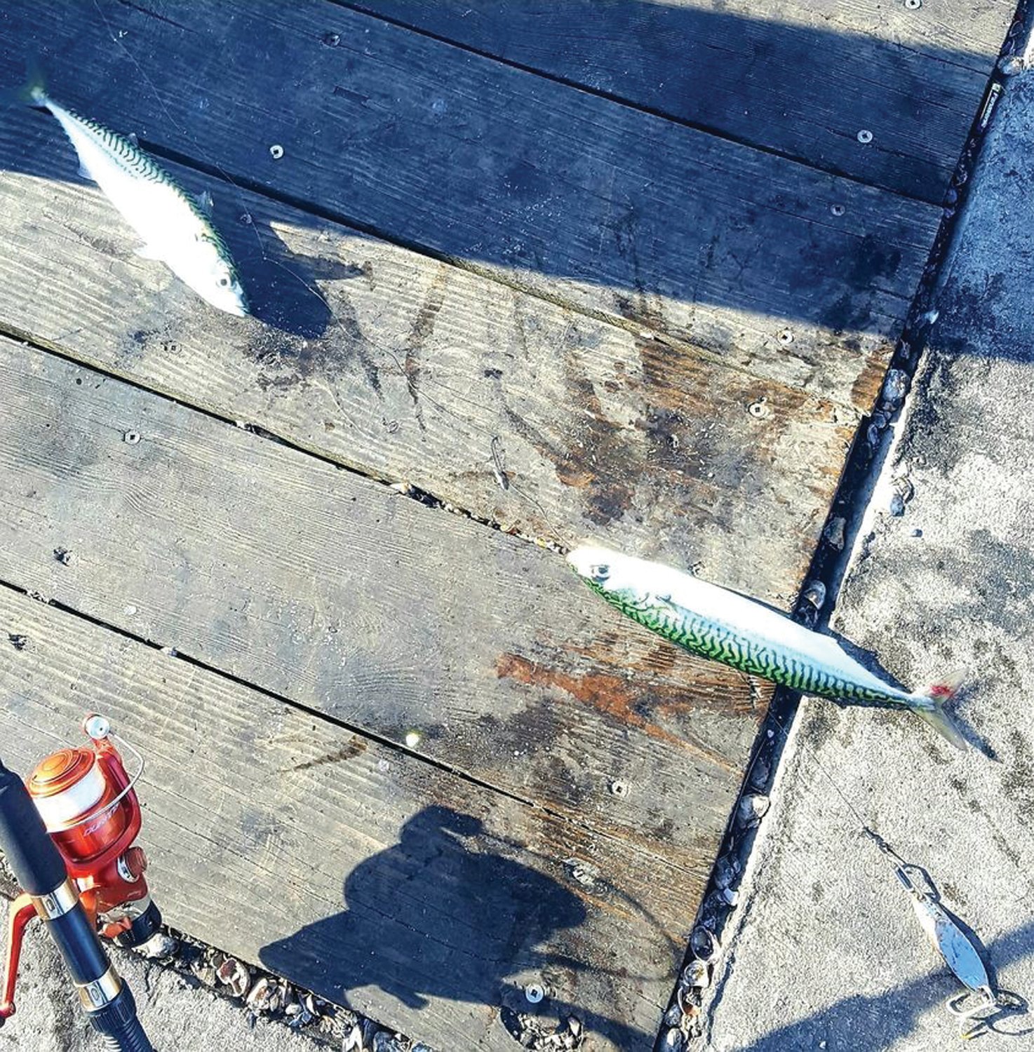 MACKEREL IN NEWPORT: Angler John Migliori said, “The mackerel are here in Newport. I caught many mackerel mixed in with a few herring which are hitting real good too.”